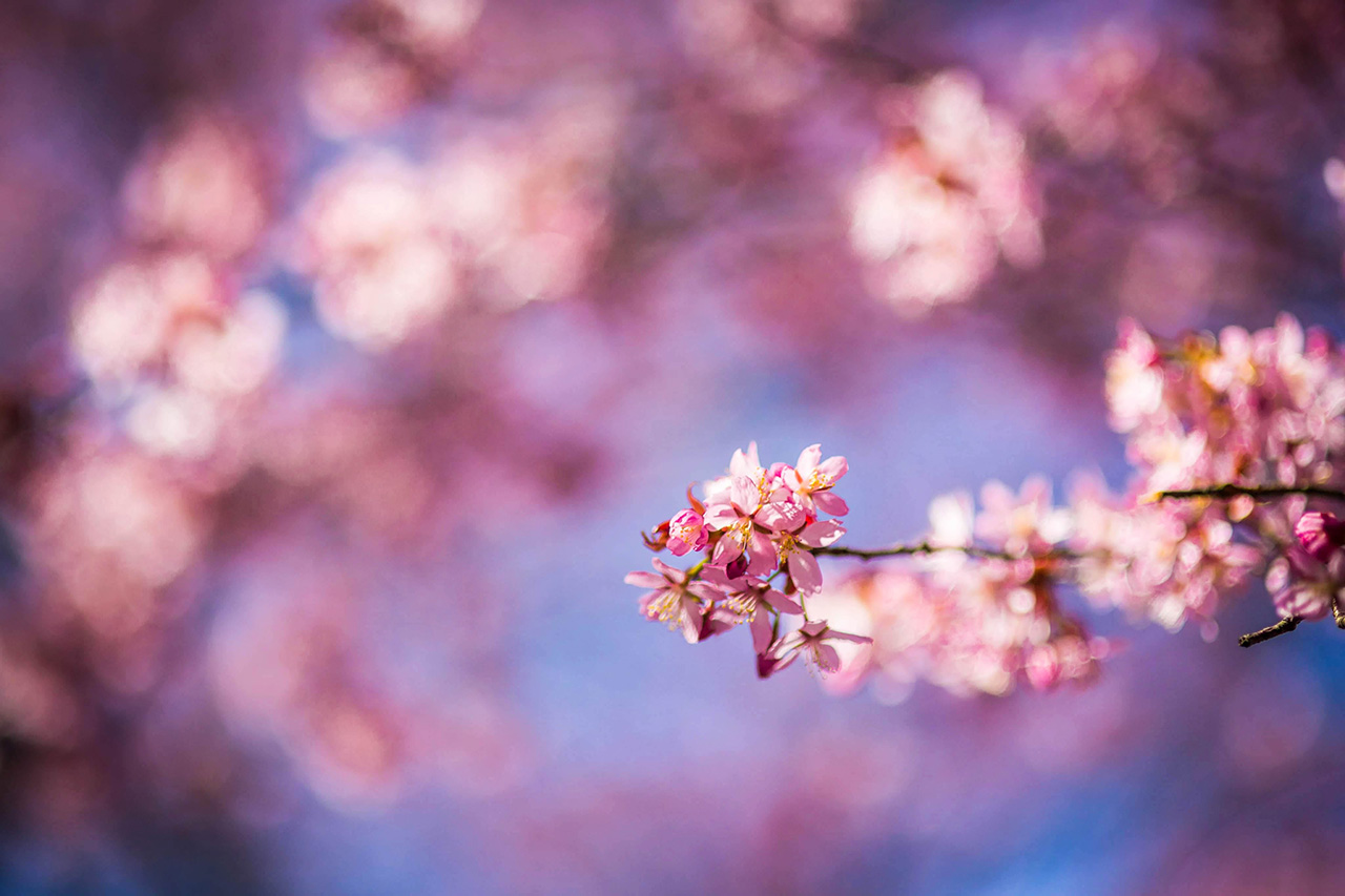Kirsikankukkia täydessä loistossaan.