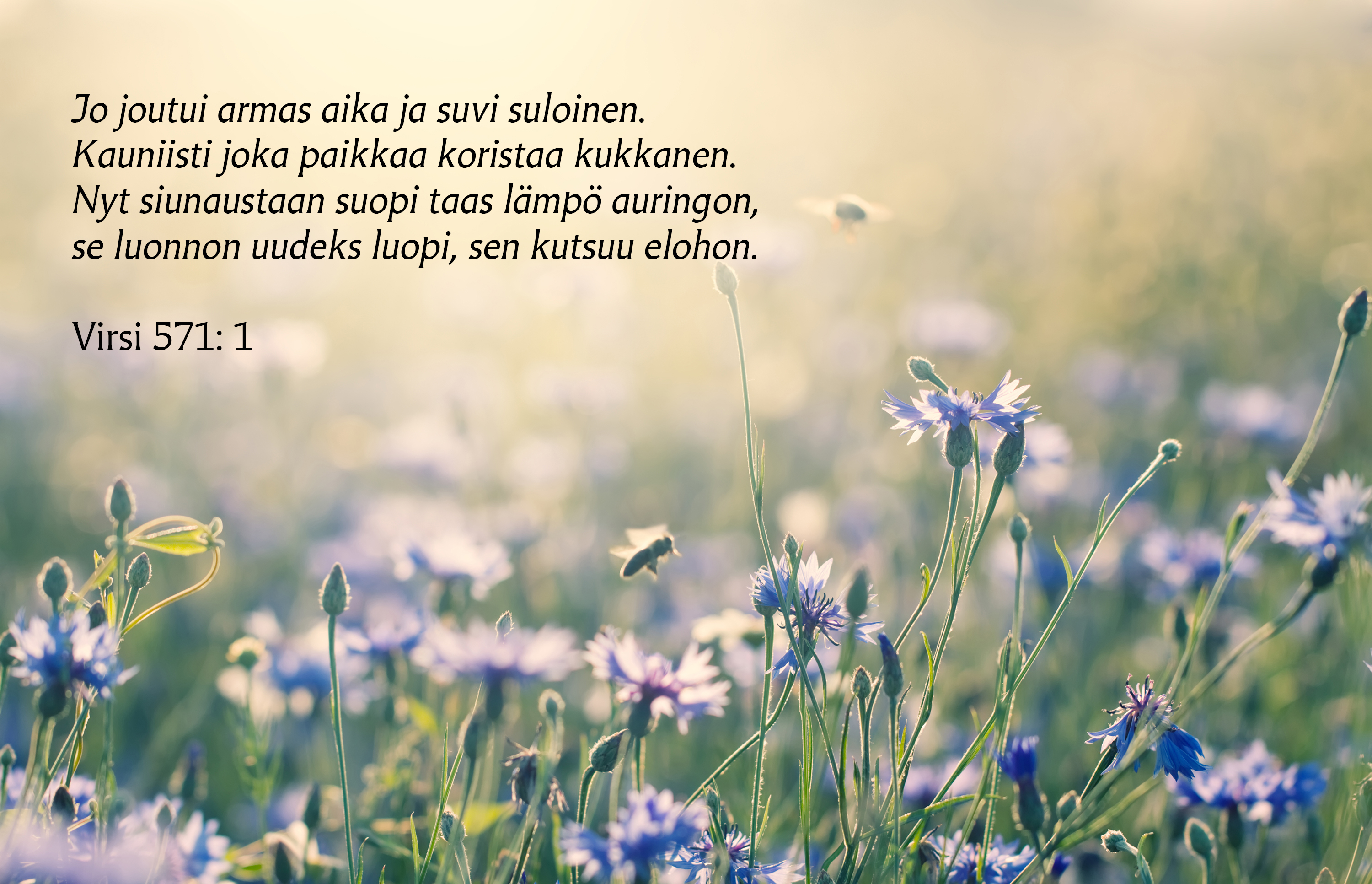 Ruiskaunokkeja ja Suvivirren ensimmäinen säkeistö.