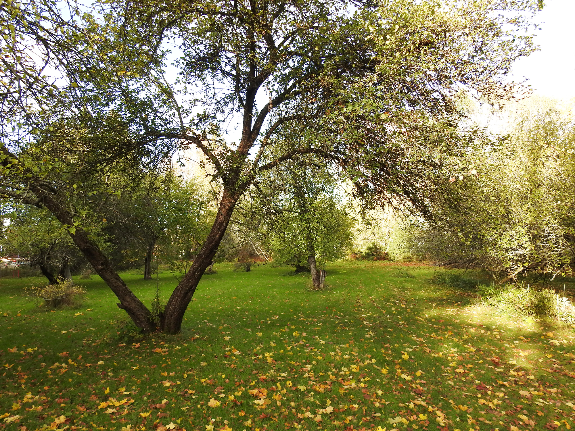Iso-Pappilan piha on luonnontilassa ja siellä on iso nurmialue ja omenapuita.