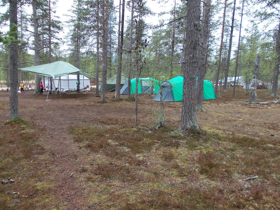 Kuva telttaleiristä kangasmetsässä