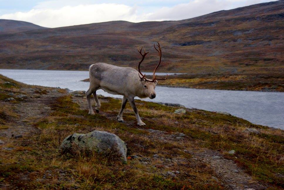 Poro tunturimaisemissa.